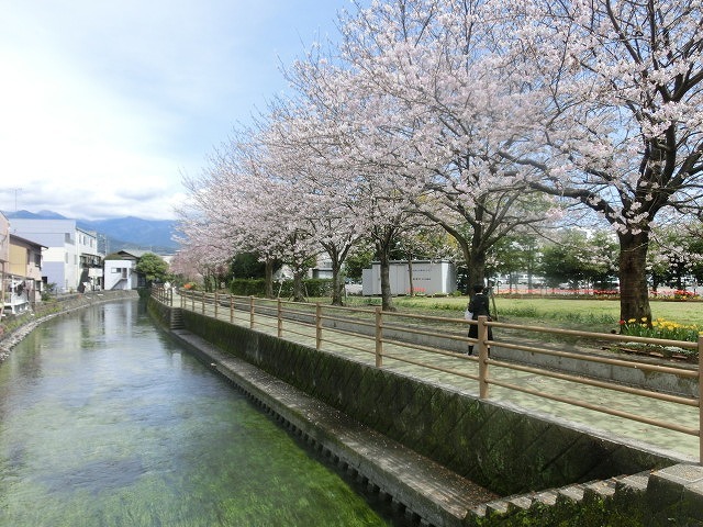 桜がやっと満開 でも今日あたりから「落花盛ん」?_f0141310_07563415.jpg