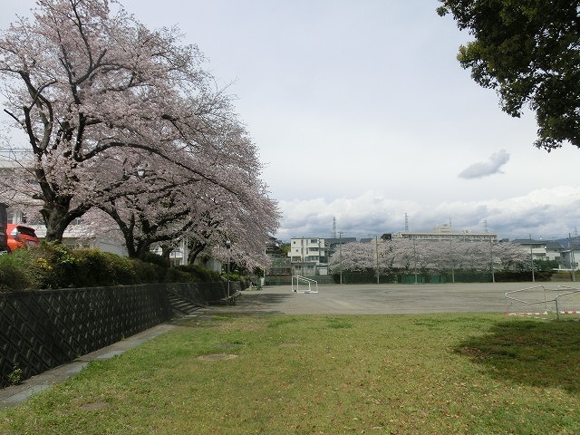 桜がやっと満開 でも今日あたりから「落花盛ん」?_f0141310_07564298.jpg