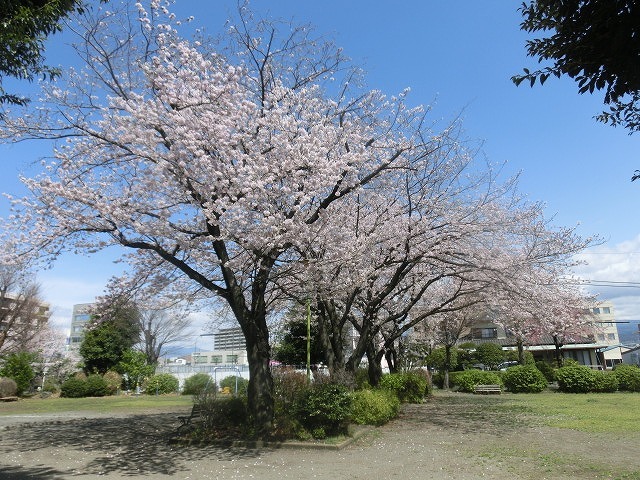 桜がやっと満開 でも今日あたりから「落花盛ん」?_f0141310_07564807.jpg