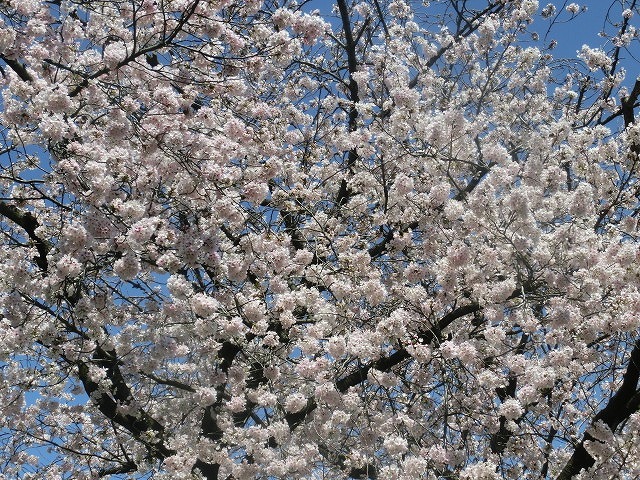 桜がやっと満開 でも今日あたりから「落花盛ん」?_f0141310_07580769.jpg