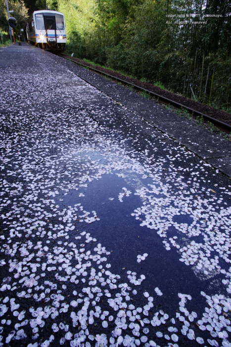 桜雨の後に_d0309612_01210747.jpg