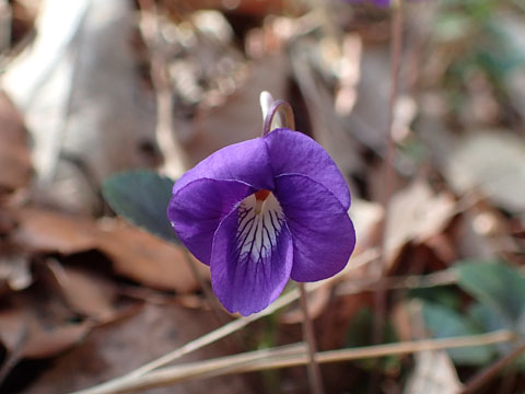 e0293913_1044491.jpg