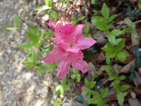 e0293913_10474730.jpg
