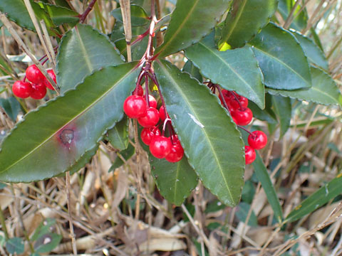e0293913_10485328.jpg