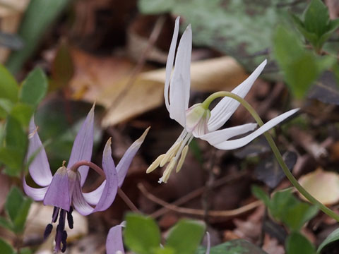 e0293913_10491719.jpg
