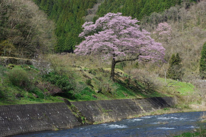 No  79　県北さくら巡り（4月12日）_d0341514_22004744.jpg