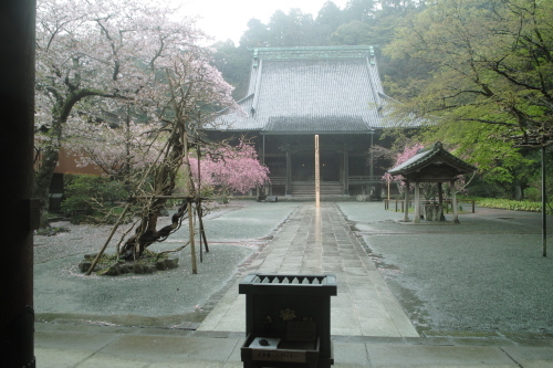 雨の日に海堂はよく似合う。雨の妙本寺を訪ねて。_b0285619_18262746.jpg