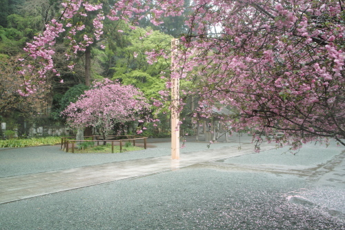 雨の日に海堂はよく似合う。雨の妙本寺を訪ねて。_b0285619_18300473.jpg