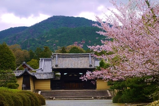 お花見ツアーその1・小野小町ゆかりの寺「随心院」_c0204121_01212450.jpg