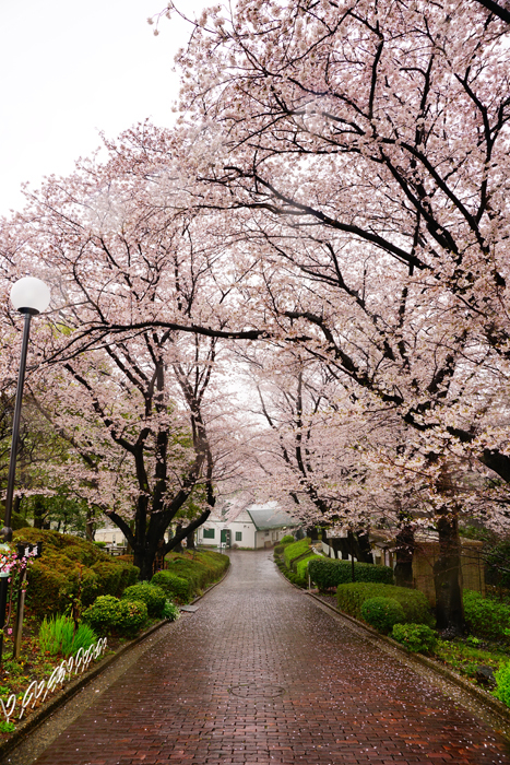 根岸森林公園 桜_e0077521_23274860.jpg