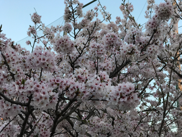 学校の桜が見頃を迎え…_d0016622_06071729.jpg