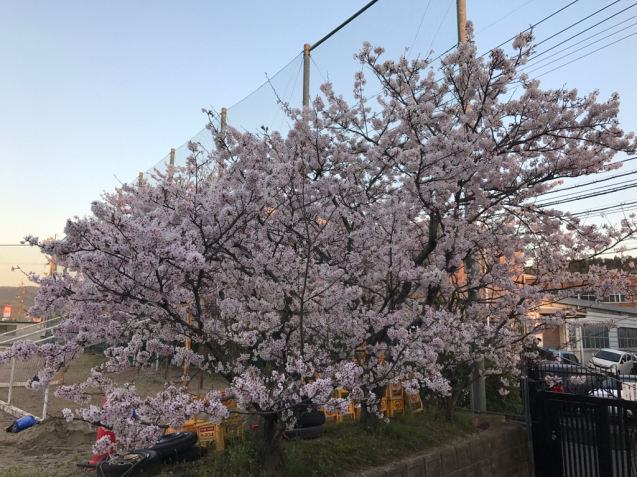 学校の桜が見頃を迎え…_d0016622_06071755.jpg