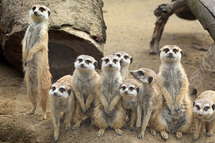 サバンナの監視人 動物園放浪記