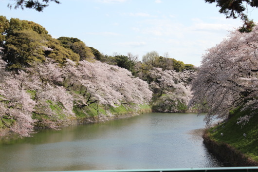 千鳥ヶ淵の桜_c0141025_23490935.jpg