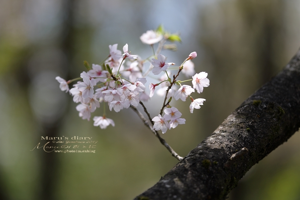 まゝに/六道山の桜_d0342426_16564058.jpg