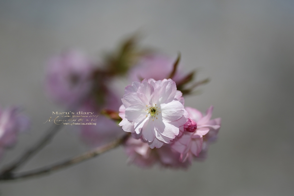 まゝに/六道山の桜_d0342426_16570976.jpg