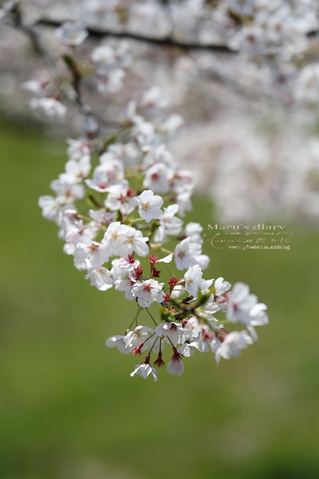 まゝに/六道山の桜_d0342426_16571308.jpg