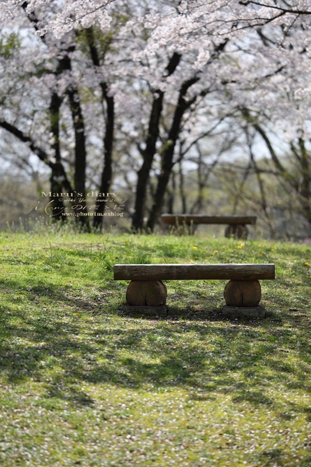 まゝに/六道山の桜_d0342426_16572815.jpg