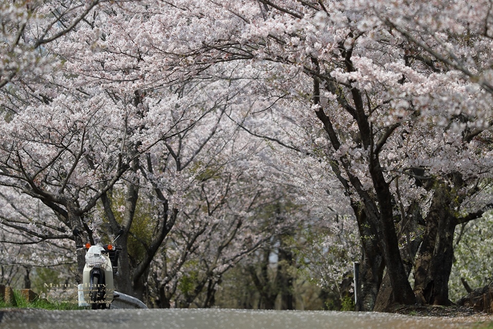 まゝに/六道山の桜_d0342426_16585356.jpg