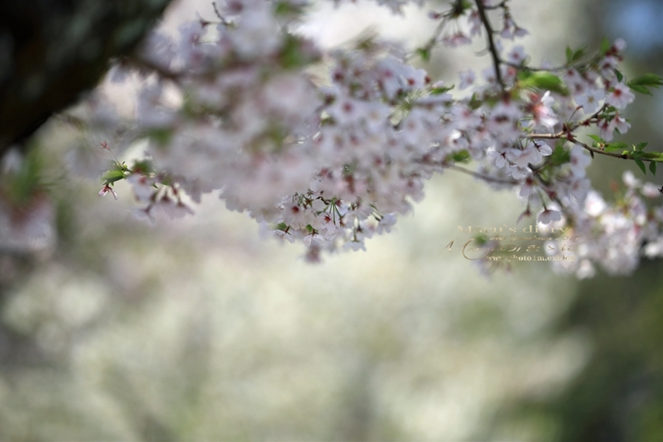 まゝに/六道山の桜_d0342426_16590491.jpg