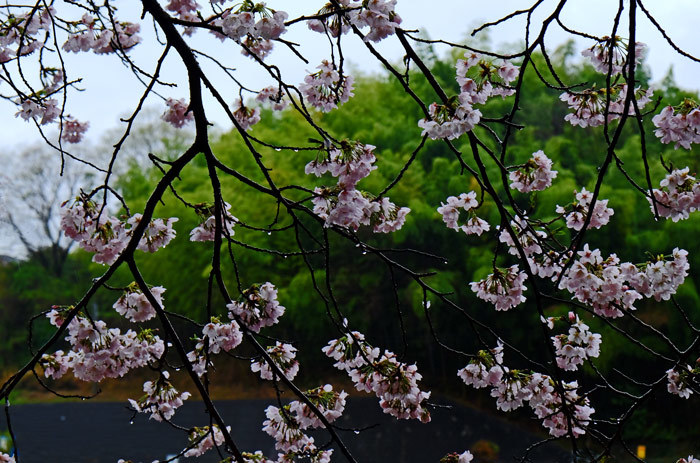 雨降る春に魅せられて_a0216227_13352370.jpg