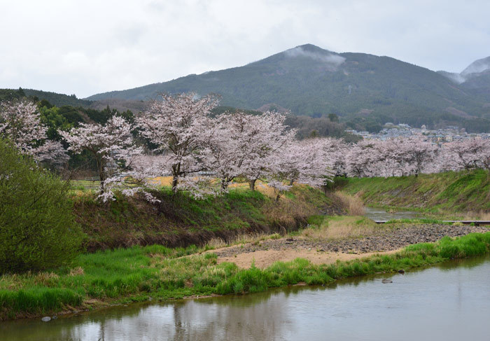 雨降る春に魅せられて_a0216227_15530887.jpg