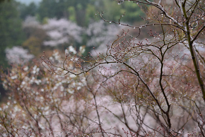 雨降る春に魅せられて_a0216227_16182787.jpg