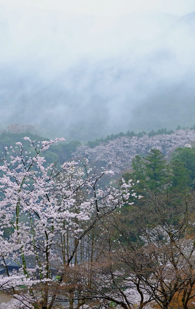 雨降る春に魅せられて_a0216227_16583279.jpg