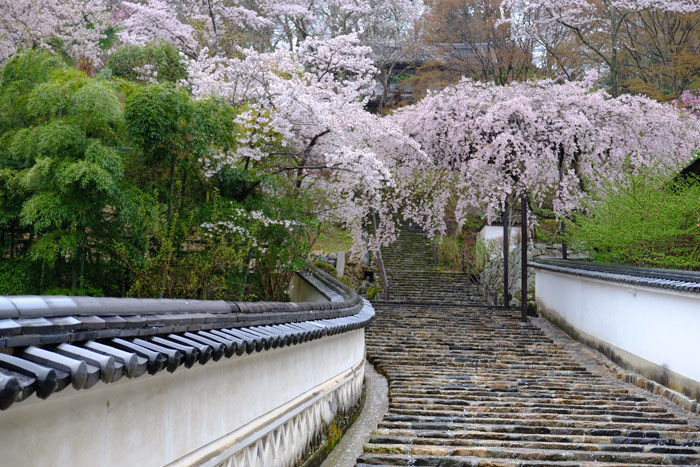 雨降る春に魅せられて_a0216227_17002959.jpg