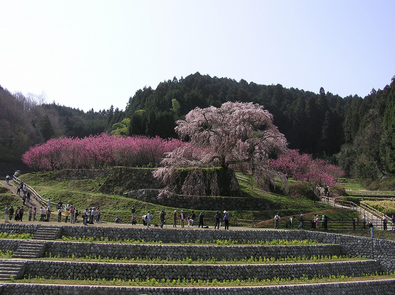 万葉集その六百二十八　(あだ桜)_b0162728_21593228.jpg