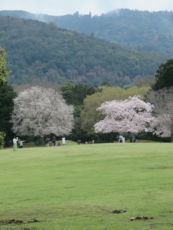 あるく奈良-35 [万葉の春] ① - 奈良公園 -_d0352628_16311025.jpg