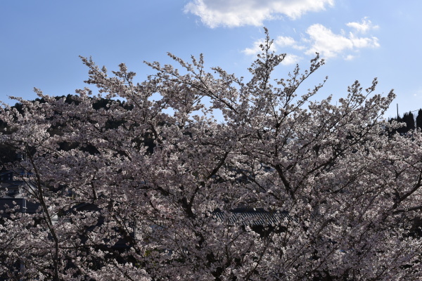 桜_b0312230_22463404.jpg