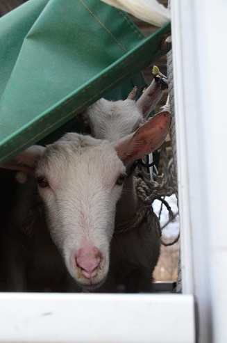 1歳馬共進会・せり市　岩手県軽米町_c0299631_23371366.jpg