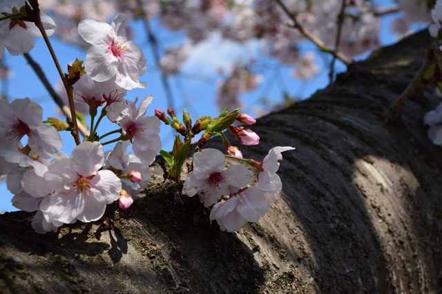 ご近所の桜_f0103534_19532648.jpg