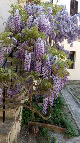 藤降り香り満つる庭、イタリア_f0234936_06520188.jpg