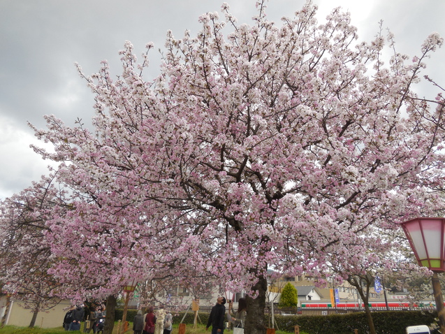 広島造幣局の桜_d0353837_20291227.jpg