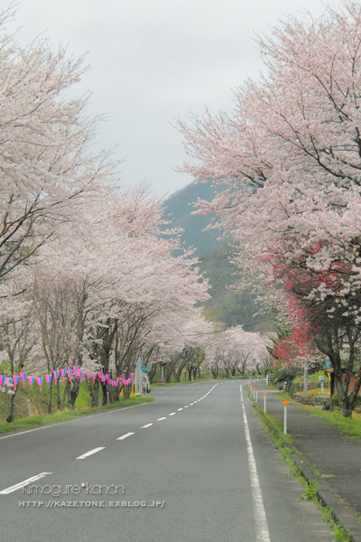 Sakura*Diary2017②**笑顔満開、駅サクラ_b0197639_16144336.jpg