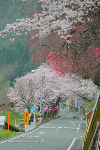 Sakura*Diary2017②**笑顔満開、駅サクラ_b0197639_16195253.jpg