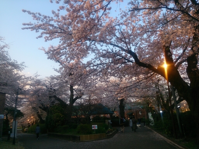 4月の女子会…桜♪_f0323446_23081427.jpg