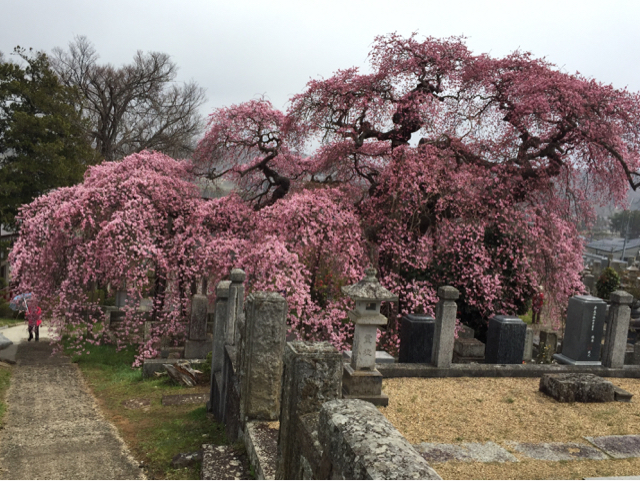 本宮日輪寺のしだれ桜_d0130748_16281074.jpg