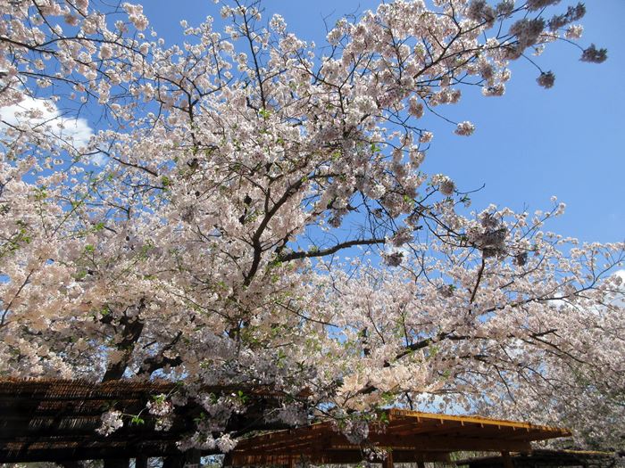 【鎌倉】鶴岡八幡宮の桜と牡丹_b0009849_1617463.jpg