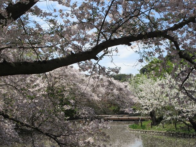 【鎌倉】鶴岡八幡宮の桜と牡丹_b0009849_16324628.jpg