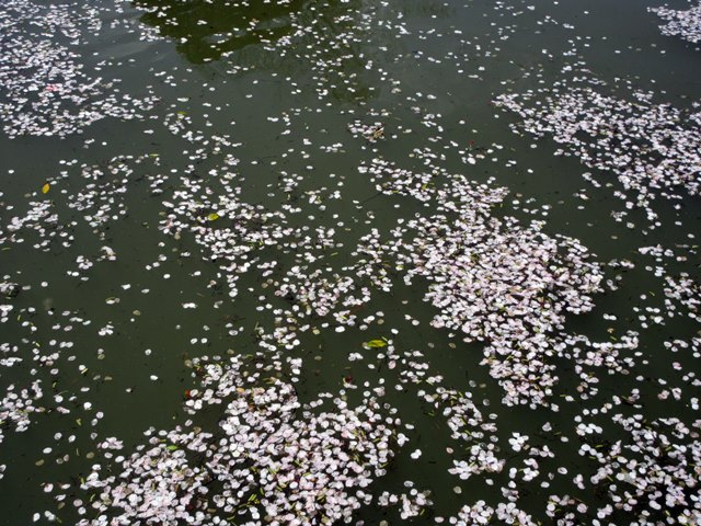 【鎌倉】鶴岡八幡宮の桜と牡丹_b0009849_16442765.jpg