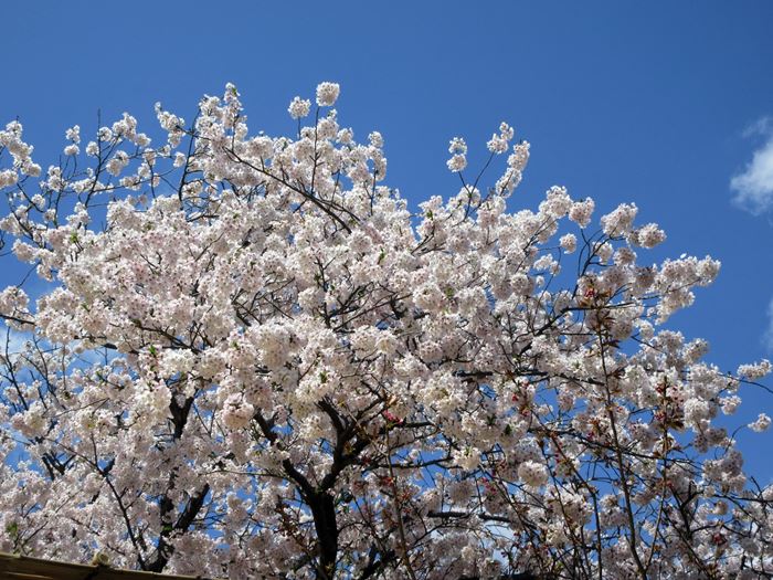 【鎌倉】鶴岡八幡宮の桜と牡丹_b0009849_1683057.jpg