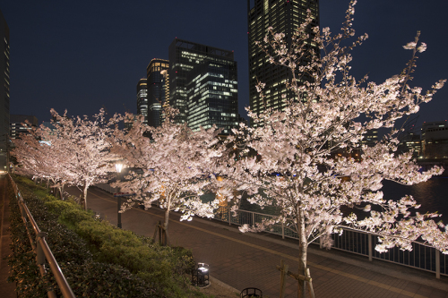 大阪の夜桜_f0077849_19553242.jpg