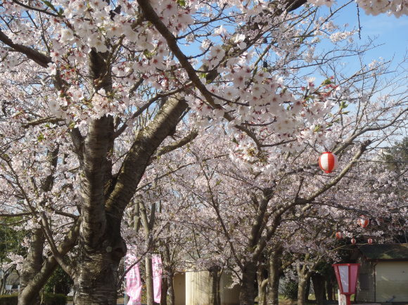 □4月13日(木)かみす桜まつり会場開花状況□_f0229750_09511269.jpg