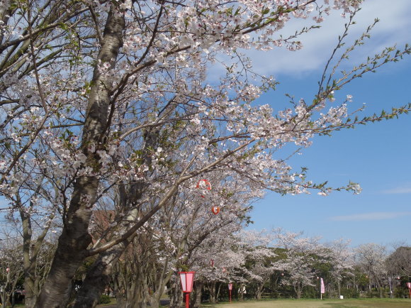 □4月13日(木)かみす桜まつり会場開花状況□_f0229750_09515192.jpg