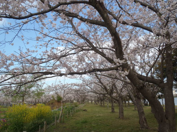 □4月13日(木)かみす桜まつり会場開花状況□_f0229750_10050414.jpg