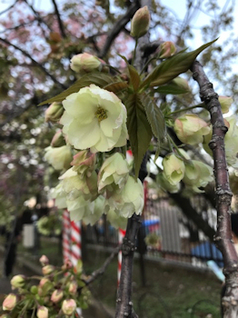 苺のケーキと、桜の通り抜け。_a0235451_18131451.jpg