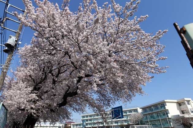 名残の桜_c0080352_1452877.jpg